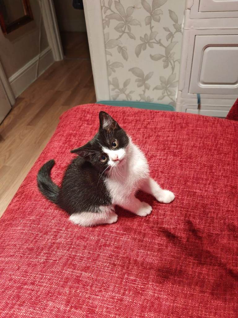 🐾❤️ 1 BEAUTIFUL KITTENS LOOKING FOR THEIR FOREVER HOMES ❤️🐾