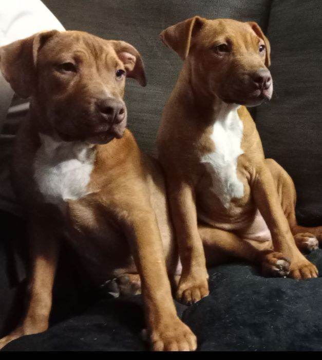 2 female Staffordshire Bull Terriers 