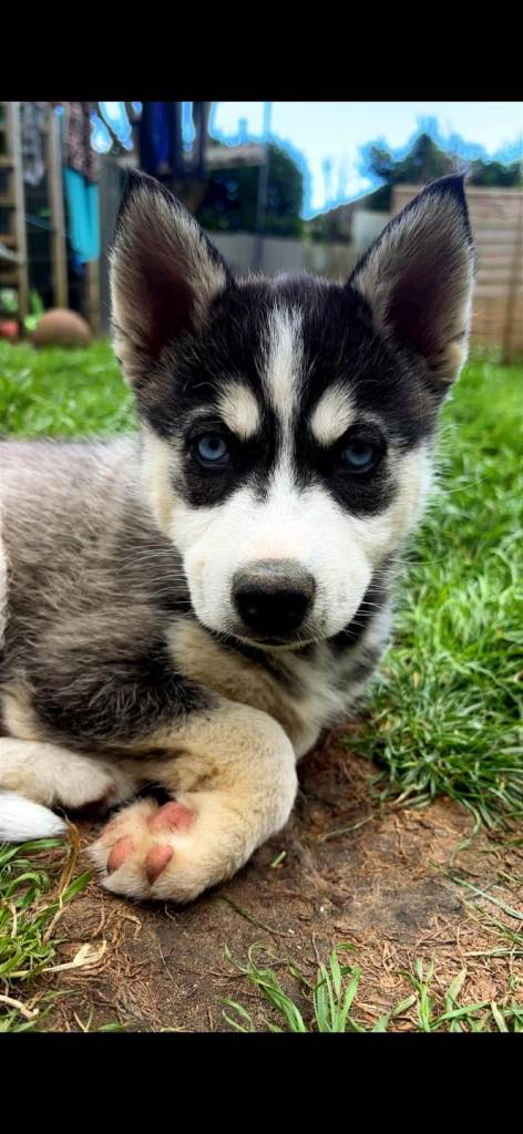 ❤️ 5 BEAUTIFUL POMSKY PUPS READY TODAY!  ❤️
