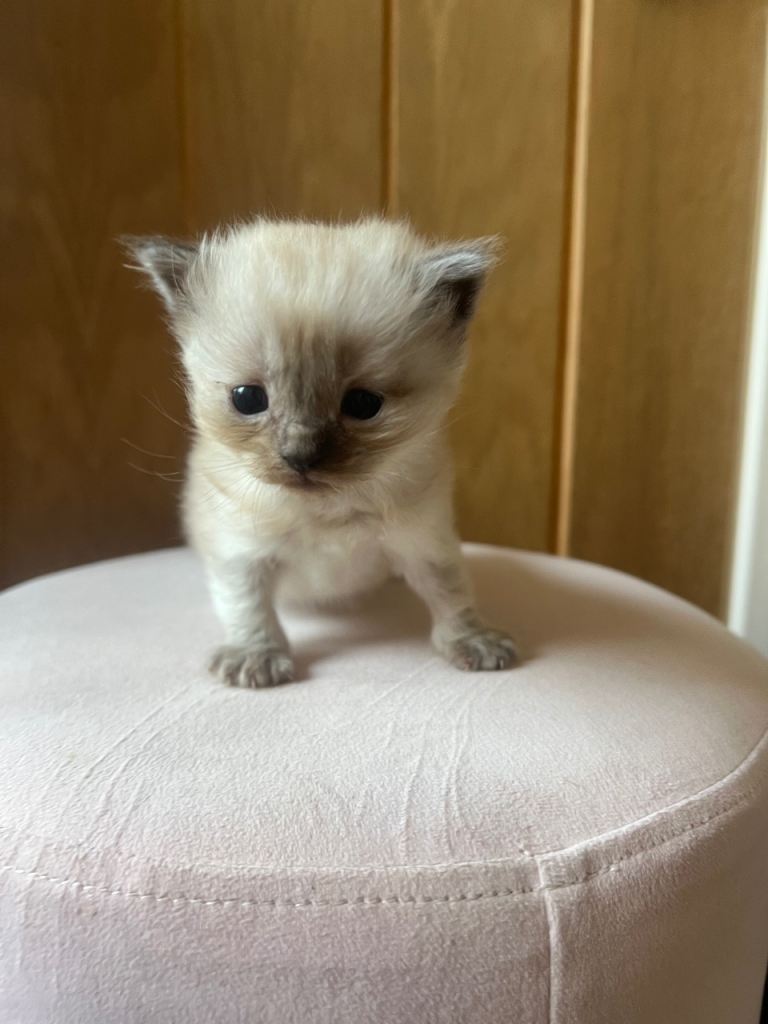 Tica pedigree cherubim Ragdoll kittens 