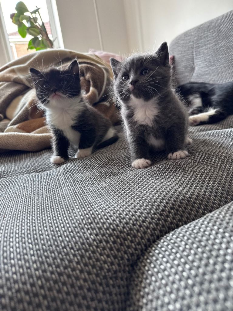3 beautiful kittens for sale 