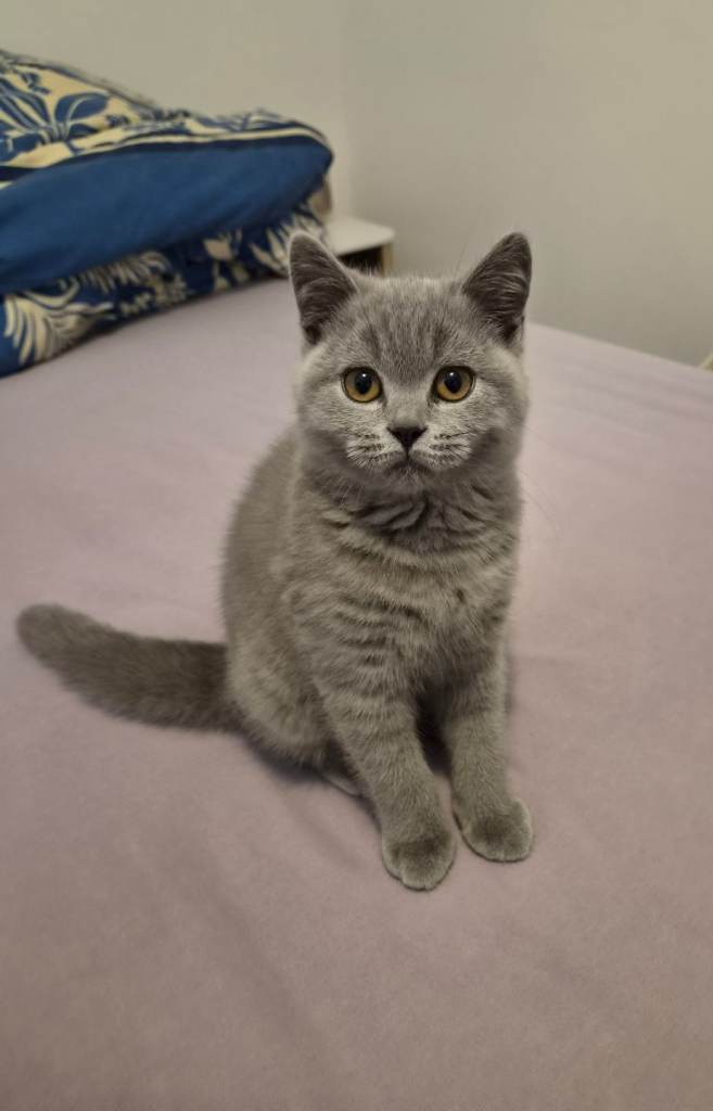 British Shorthair female Kitten 
