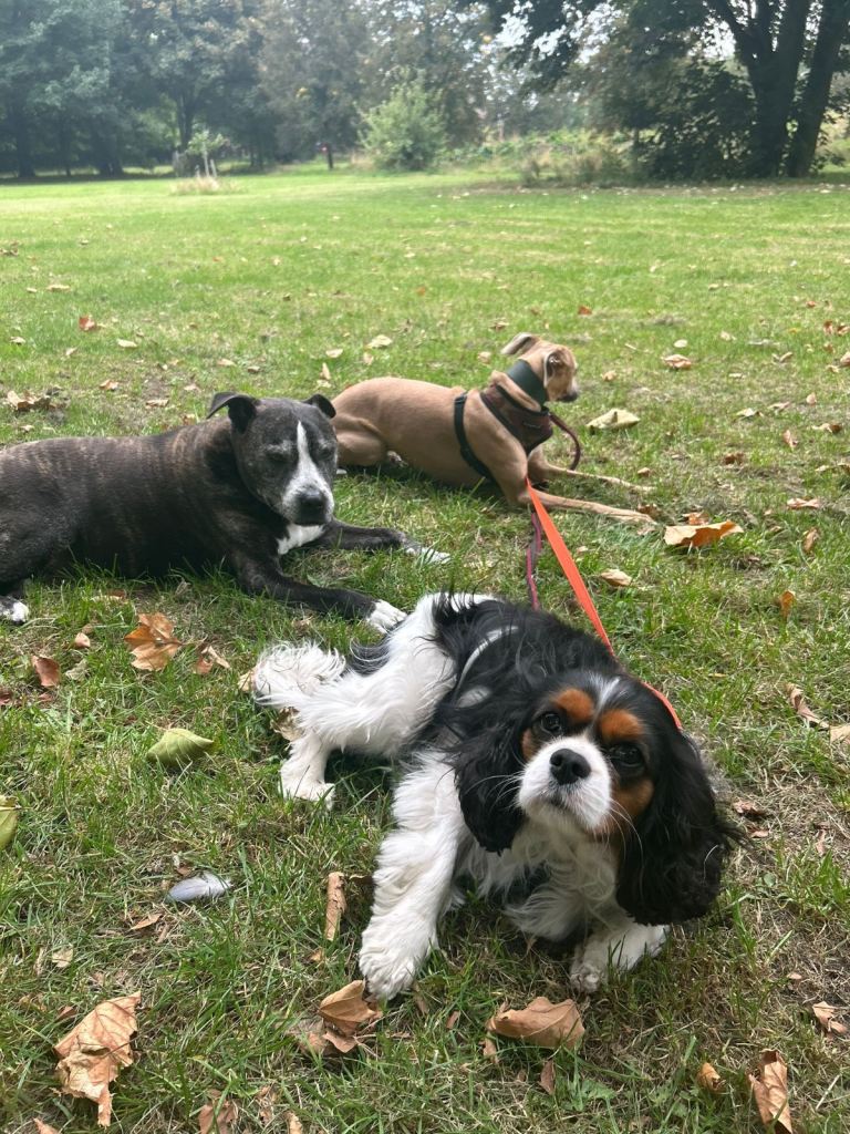 Happy dog walks & day care 