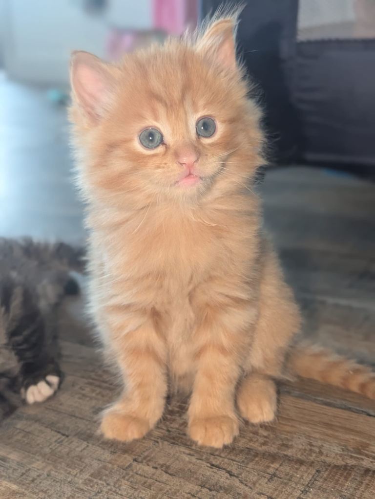 Maine coon cross NFC  kittens. 