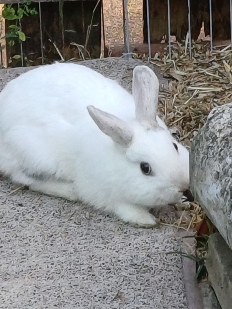 Beautiful boy Rabbits, Soft and cuddly, looking for loving home, collection only 