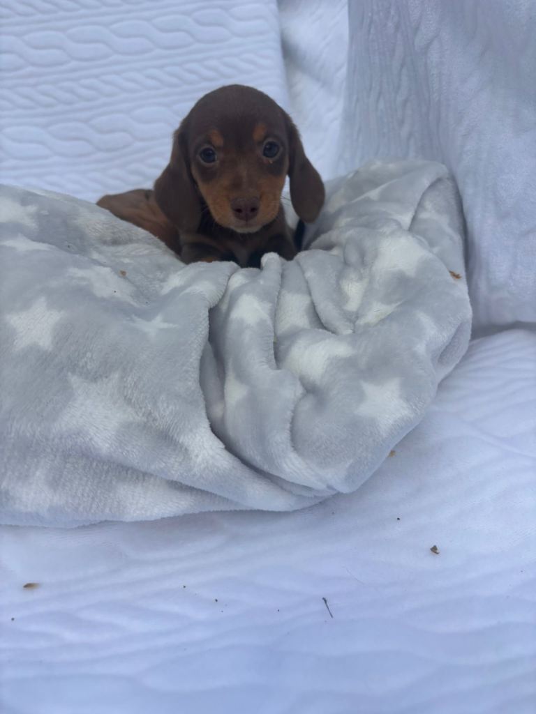 Miniature dachshund puppies available 