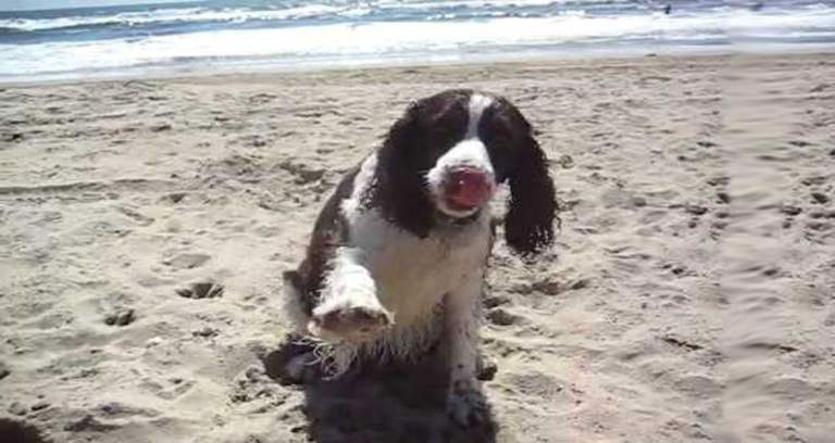 sprocker puppies 