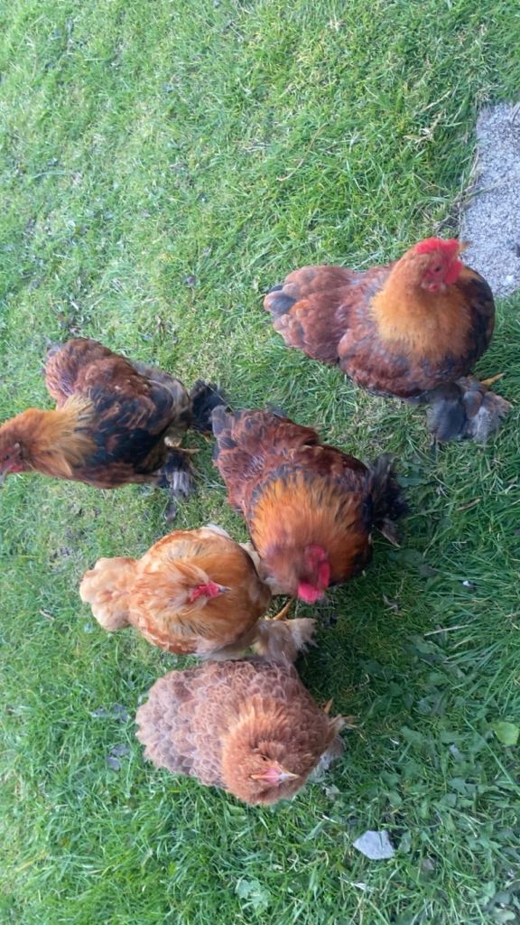 Bantam x Silkie chickens for sale 