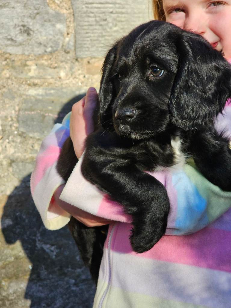 Sprocker puppies .ready to go
