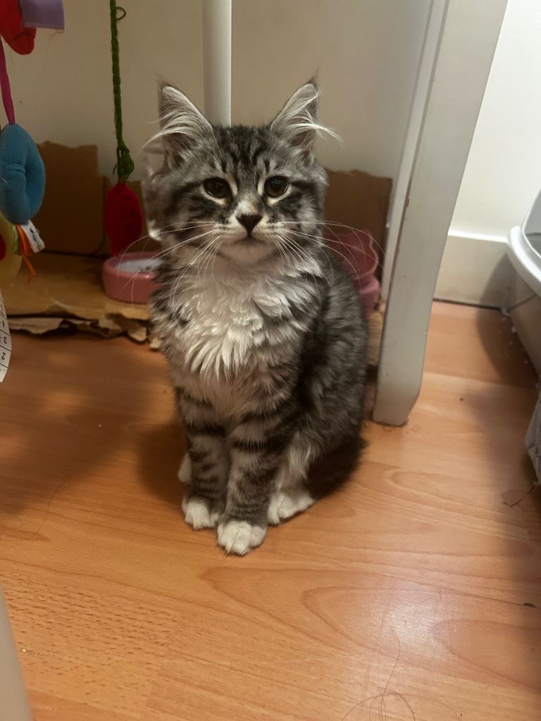     Gorgeous Siberian Kitten – Friendly, Playful & Full of Lov