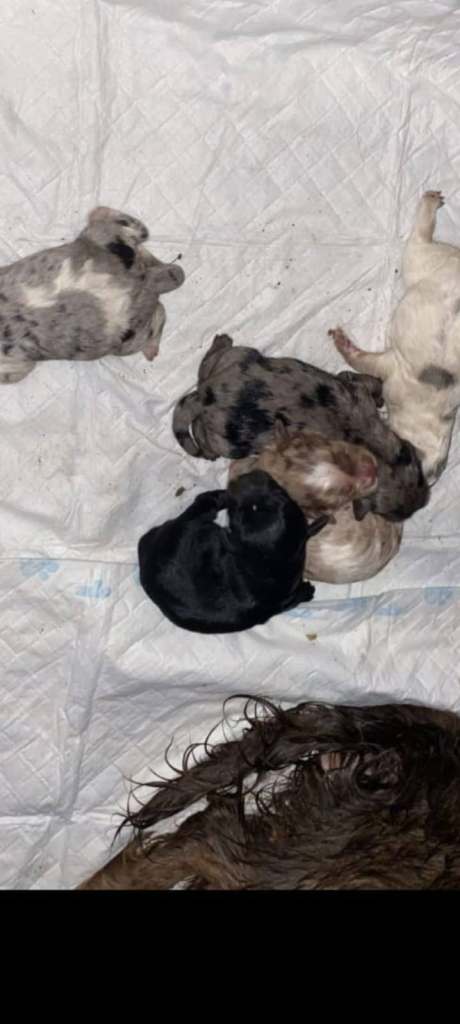 Beautiful cockerpoo puppies 