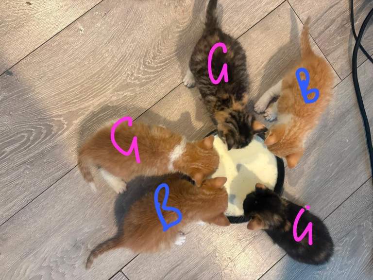 5 gorgeous kittens for sale