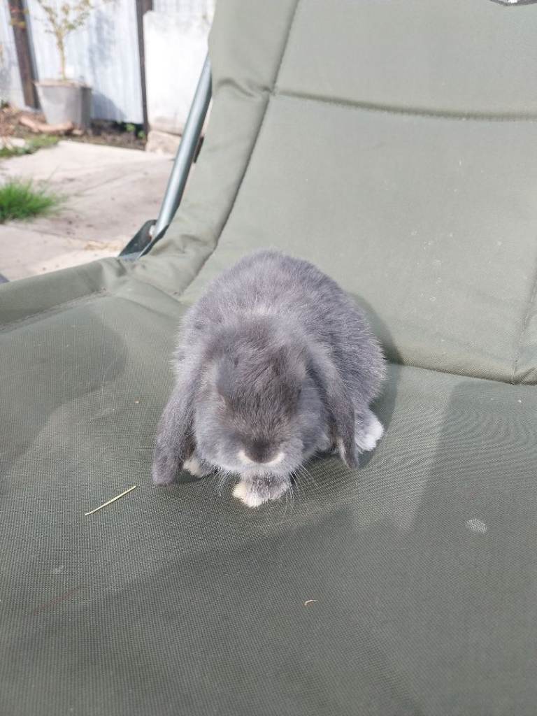 Mini lops for sale 