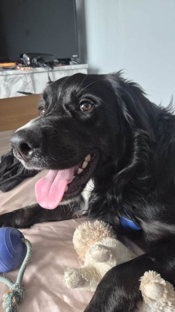 Full breed retriever x collie cross