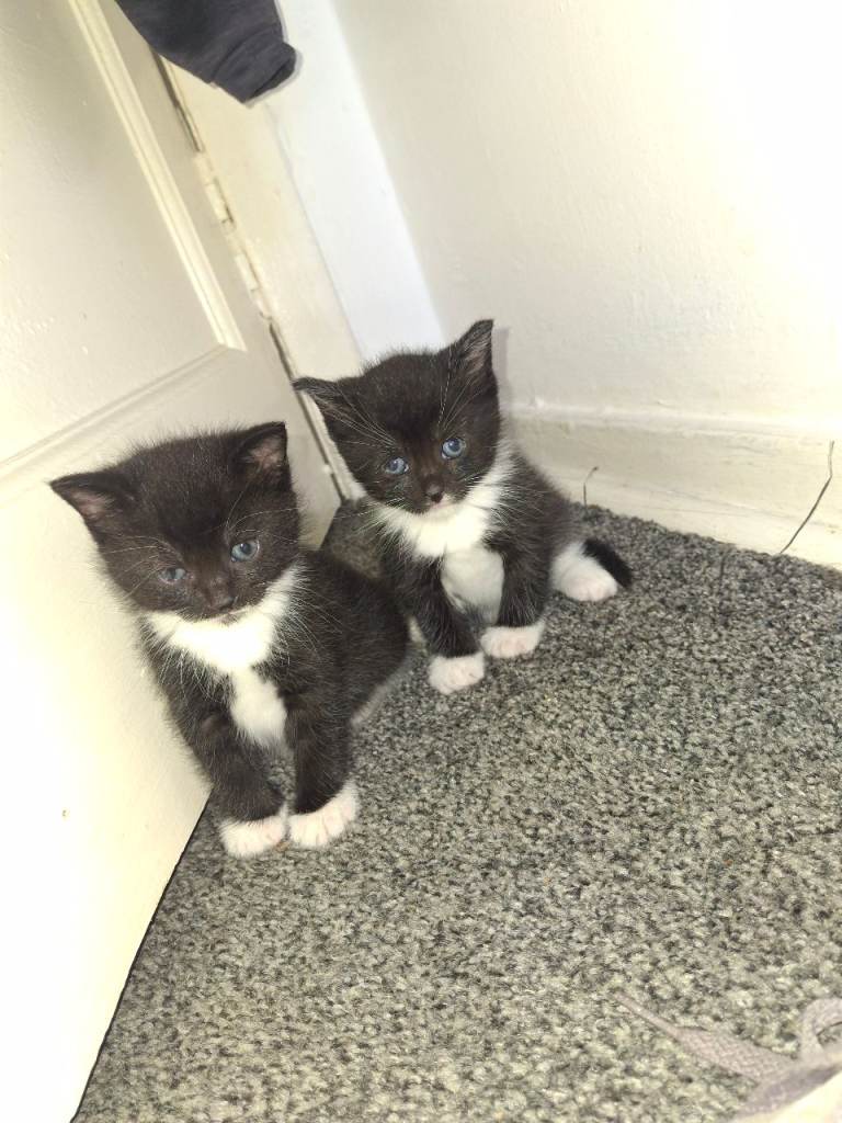 5 kitten for sale