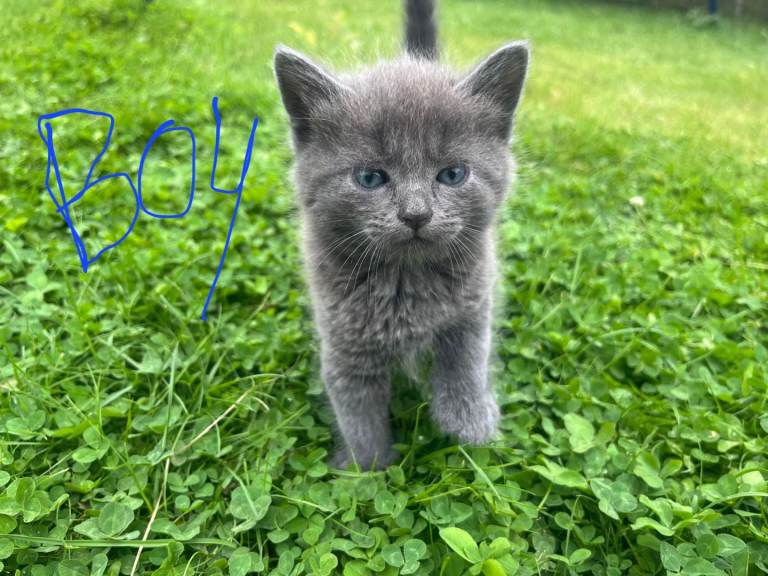 Lovely kittens 
