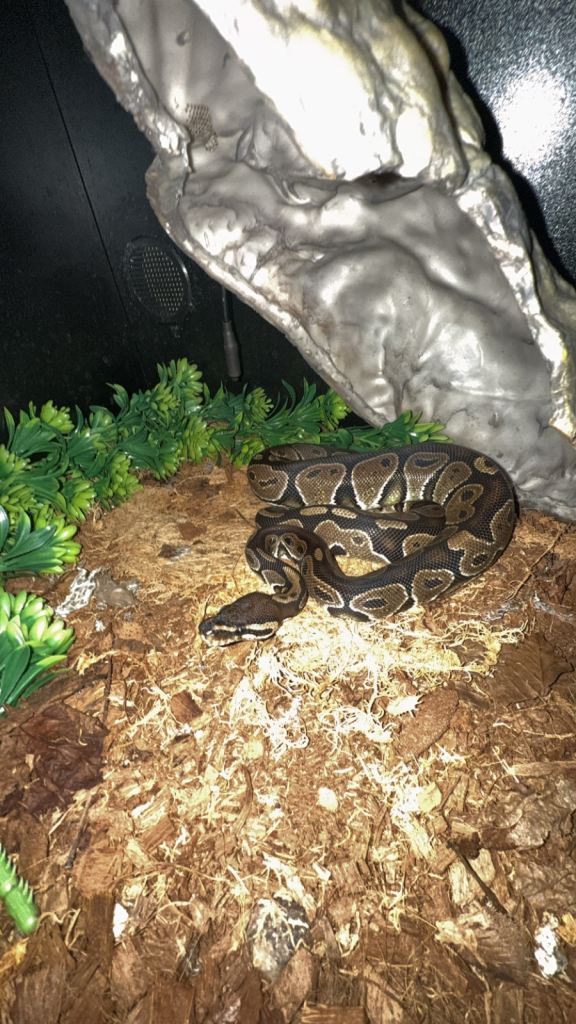 Snake and full set up 