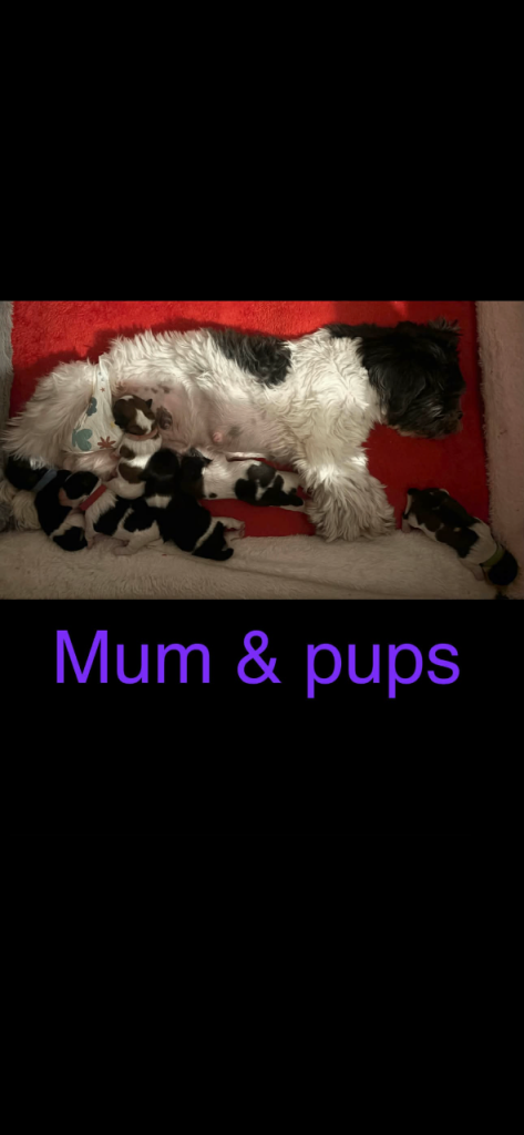 6 beautiful shichon puppies for sale 
