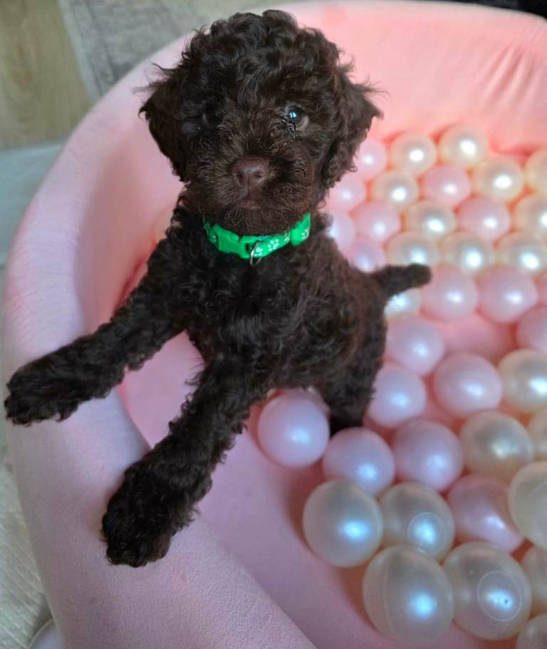 Sproodle puppies