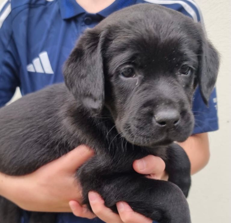 Black Labrador Show Pups
