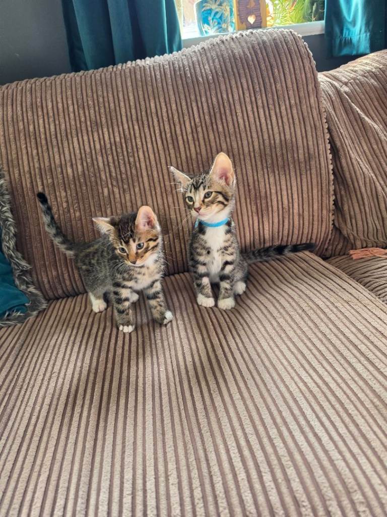 Bengal X kittens READY NOW 2 Males left