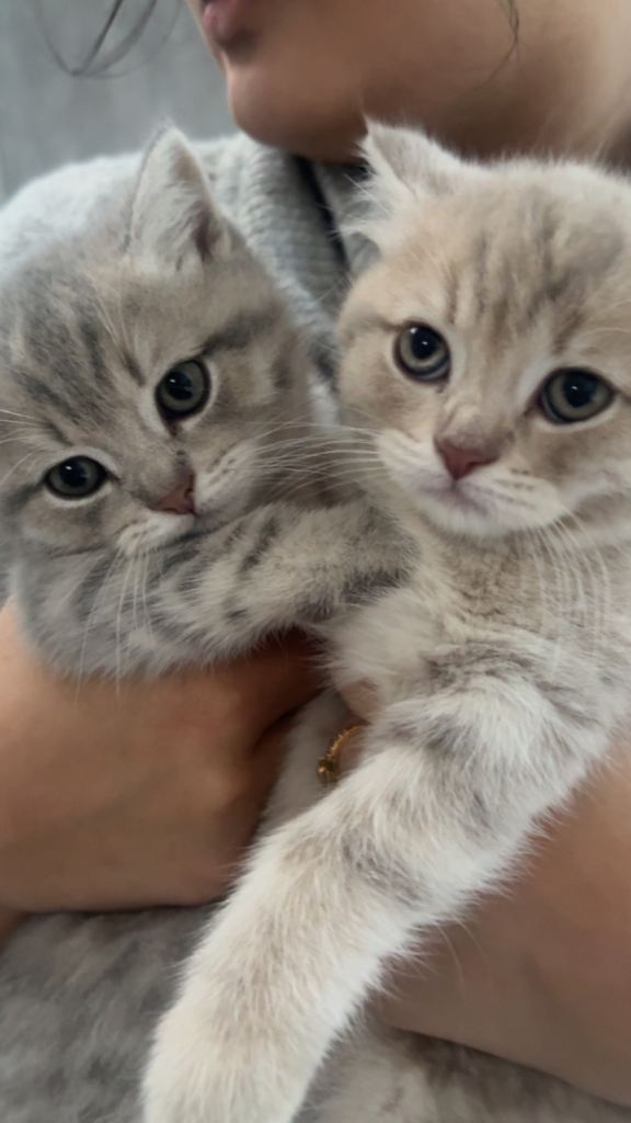 Full Breed British shorthair kittens *ALL SOLD** 