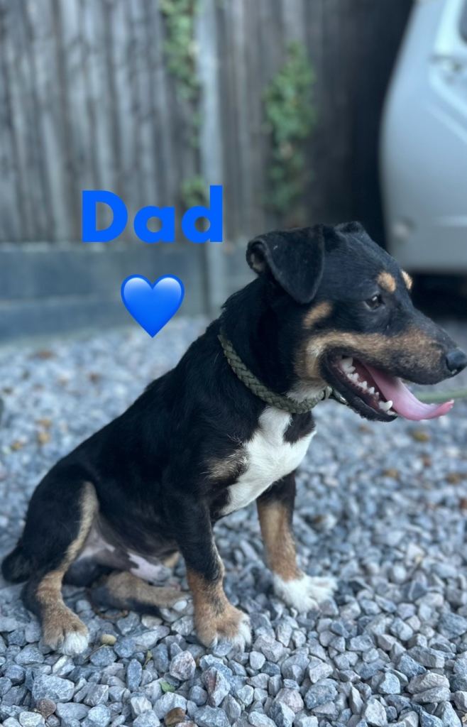 Stunning litter Jack Russel x border terrier puppies 