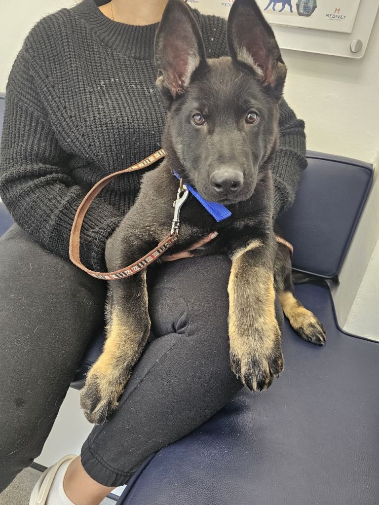 German shepherd 