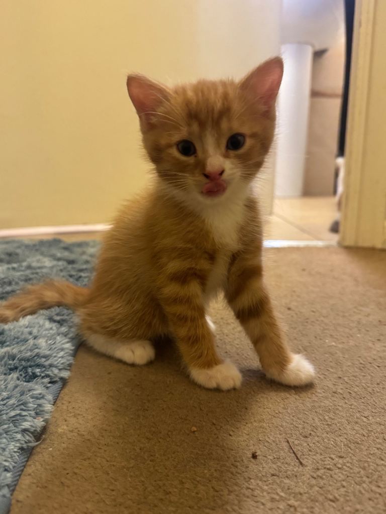 Gorgeous kittens for sale