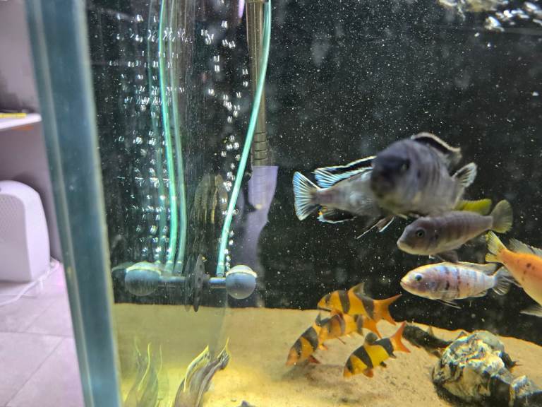 Clown loach aquarium fish 