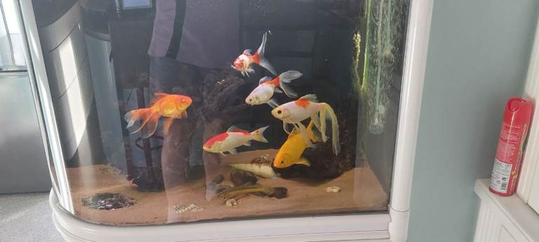 Fancy Goldfish & Weather Loach 