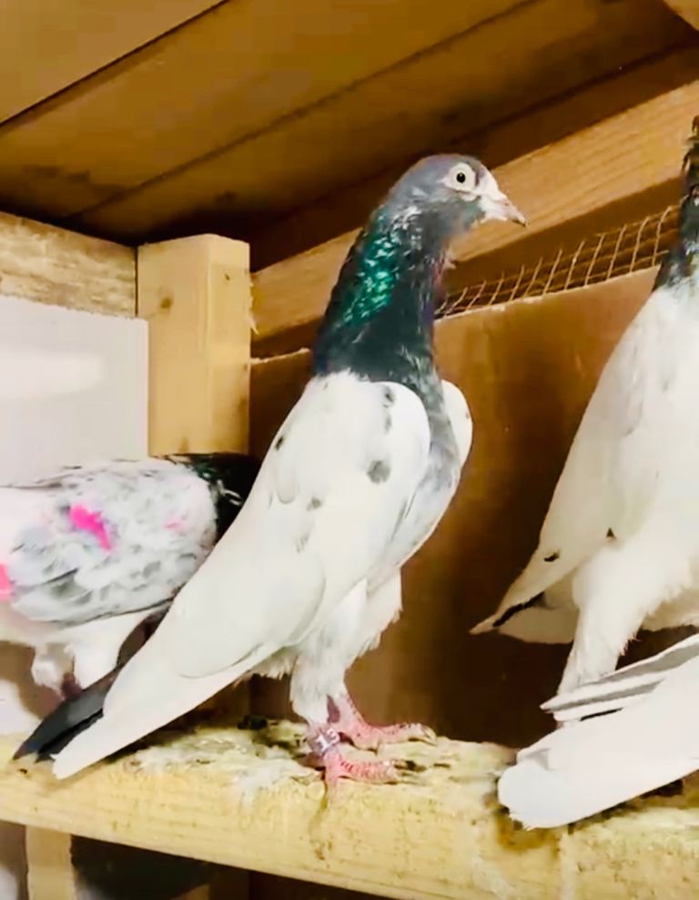 Pigeons Pakistani highflying 