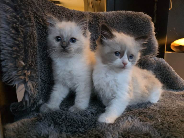 Ragdoll kittens 