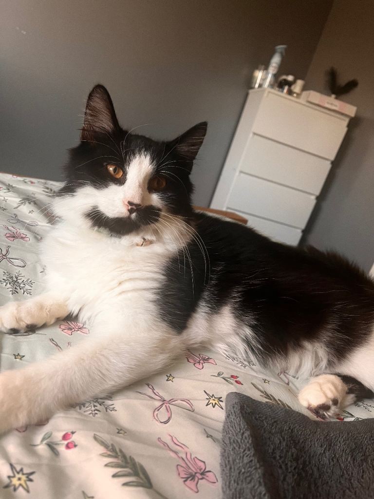 Black and white kitten 5 months old 