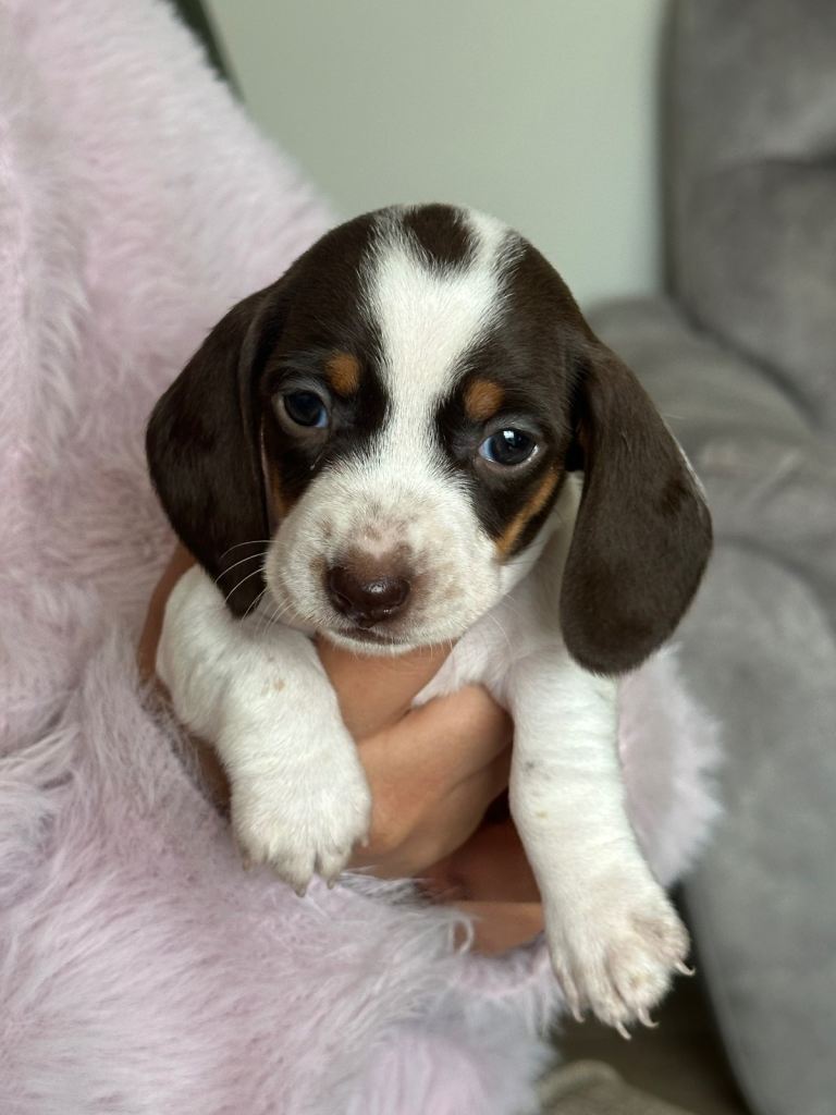 Miniature – dachshund