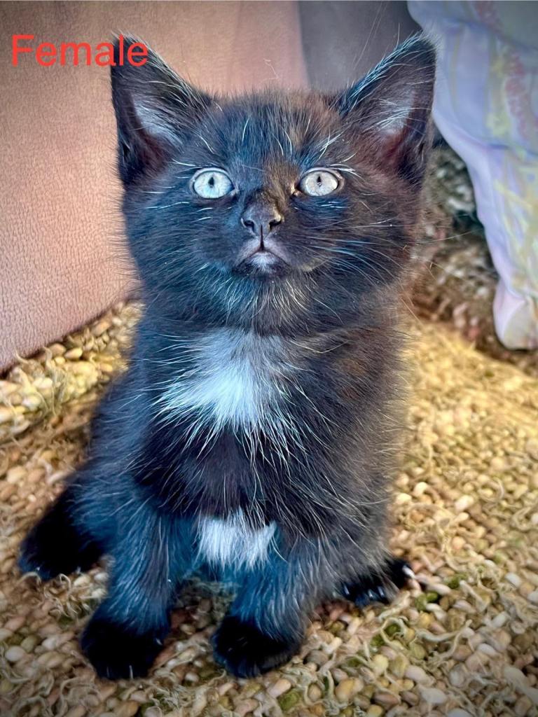 😻Beautiful Kittens for Sale 🐾