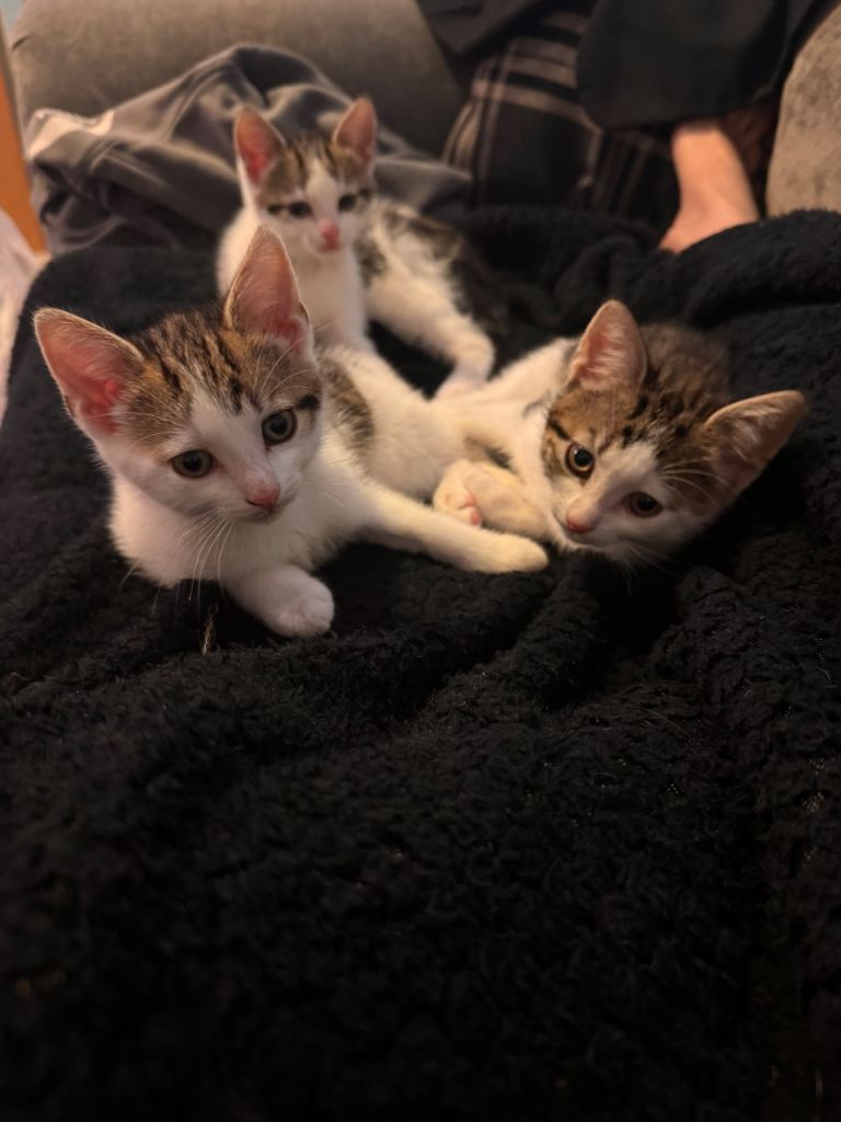 Kittens 
