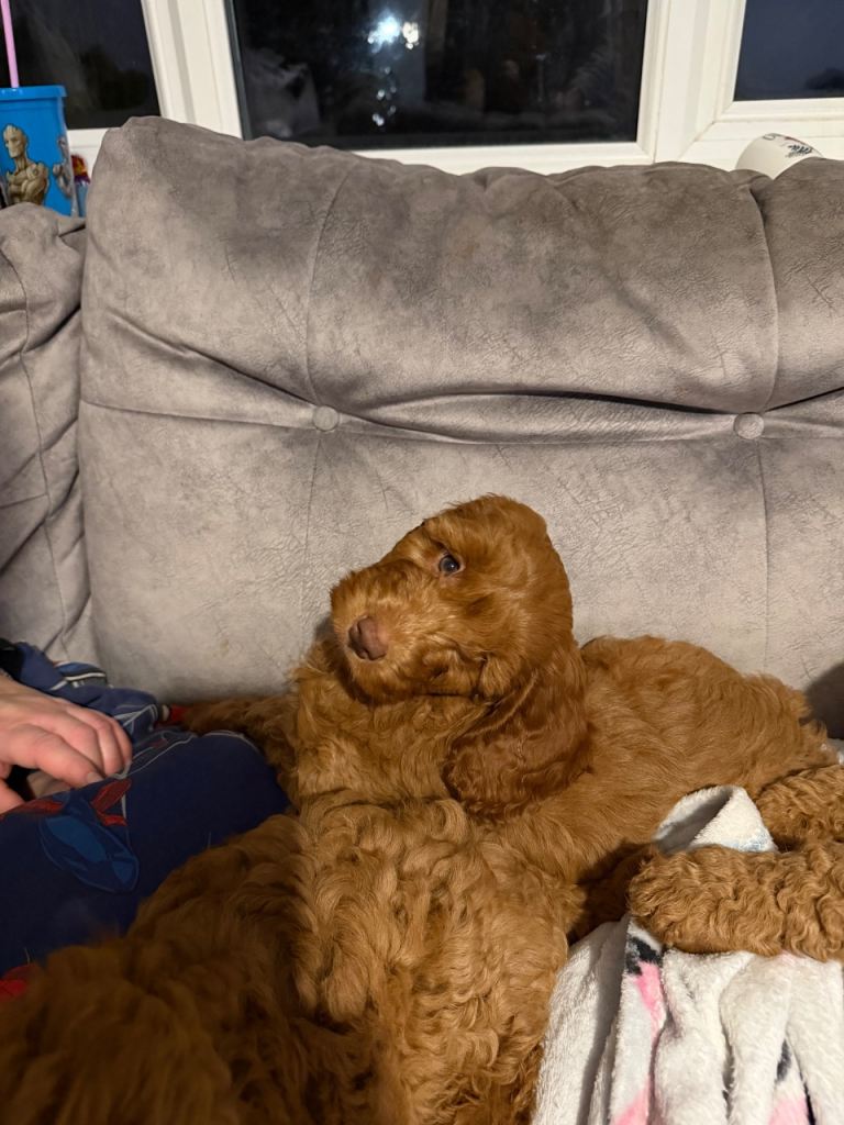 Stunning cockapoo puppy’s 