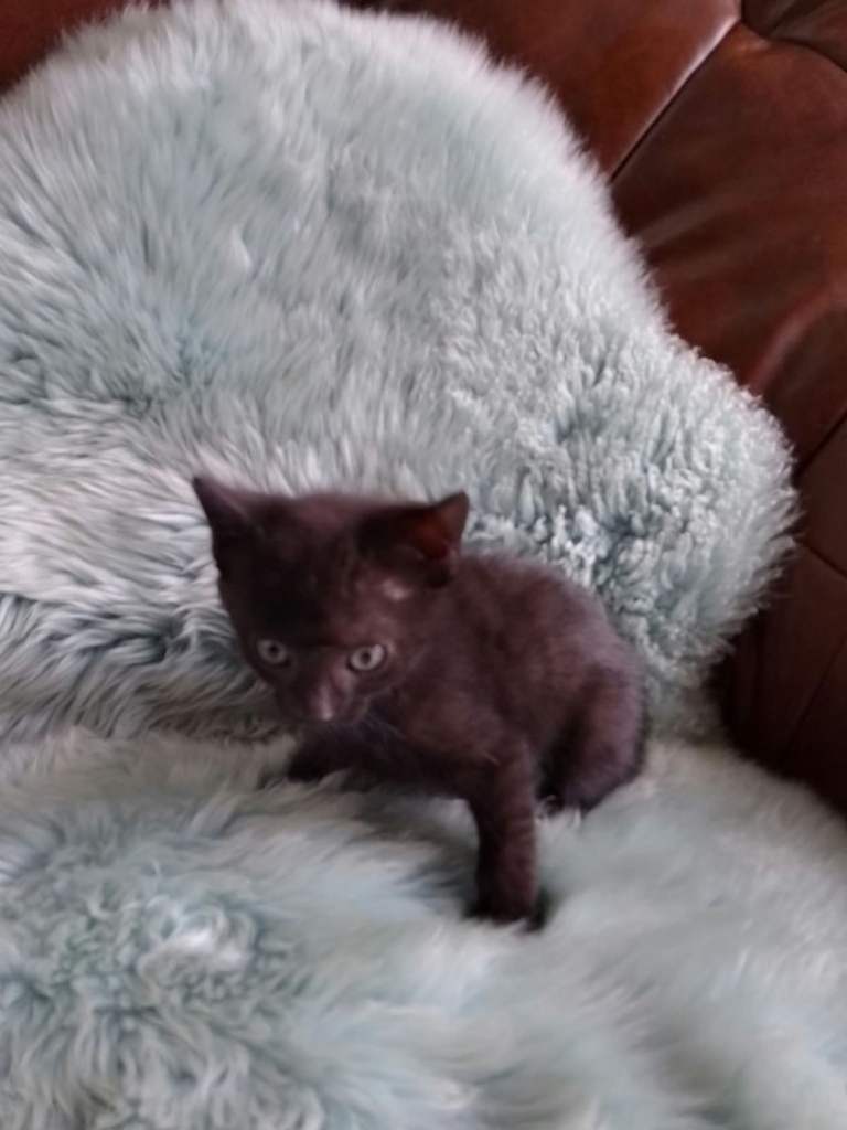 kittens 
