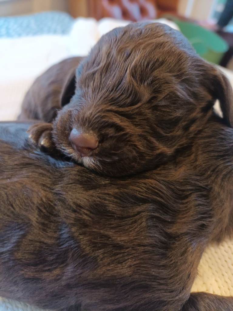 STUNNING LITTER OF SPRINGAPOO PUPPIES FOR SALE 