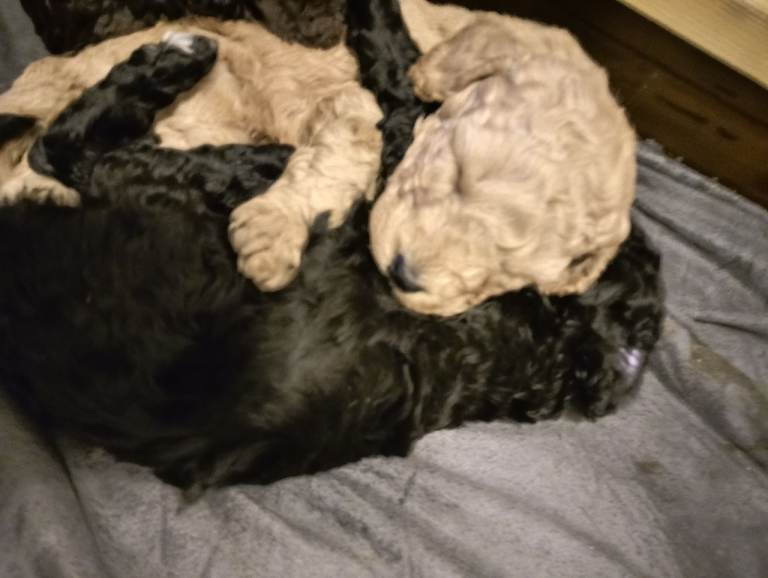 Full pedigree miniature poodles. 2 girls left