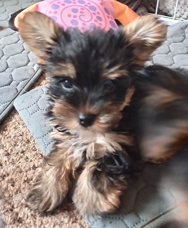 Two beautiful boys Yorkshire terrier pups
