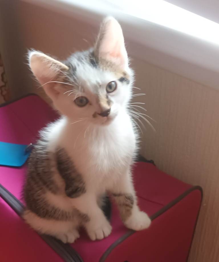 3x Boy Kittens for sale