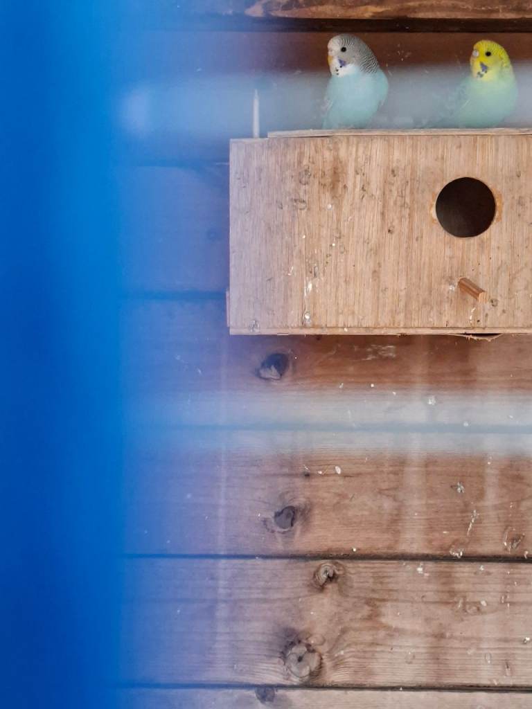2 Baby Birds for Sale