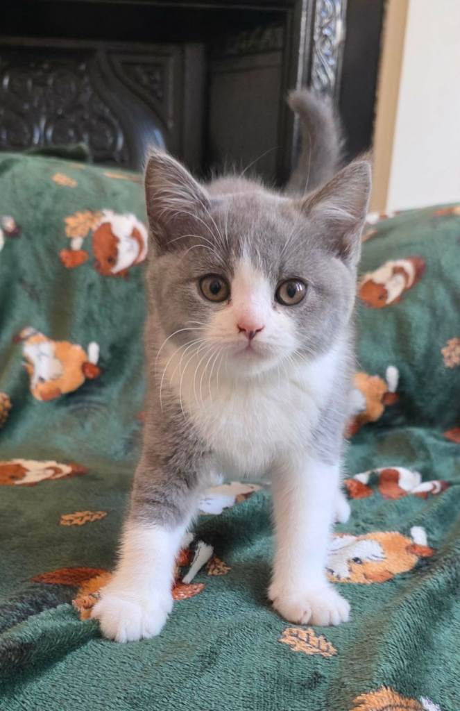 Beautiful British Shorthair kittens