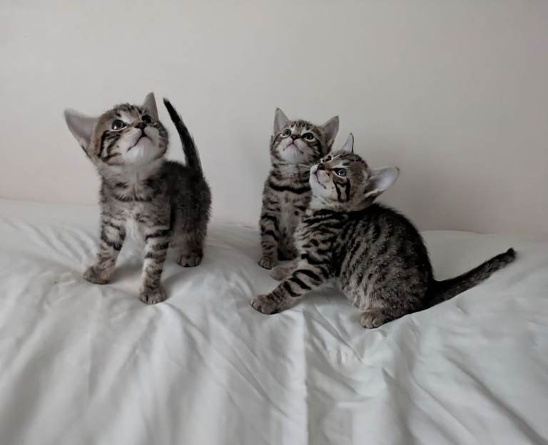 Bengal kittens girls and boy 