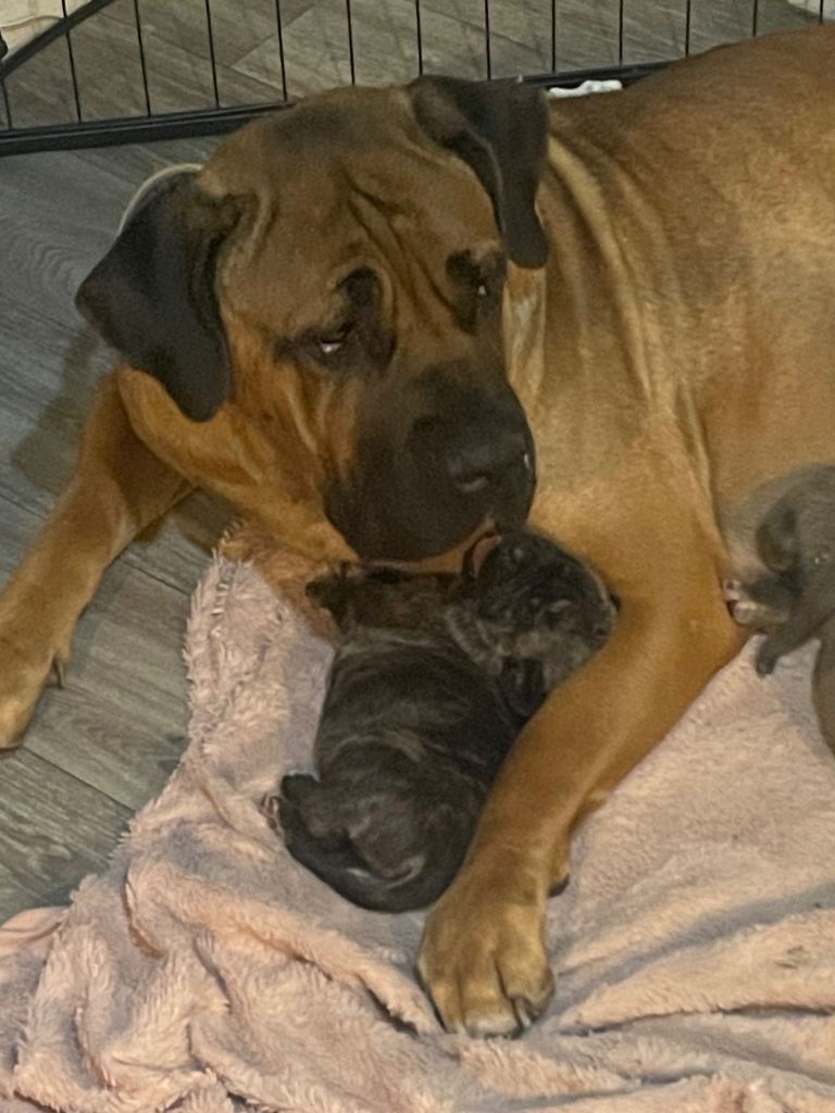 5 healthy puppies for sale 