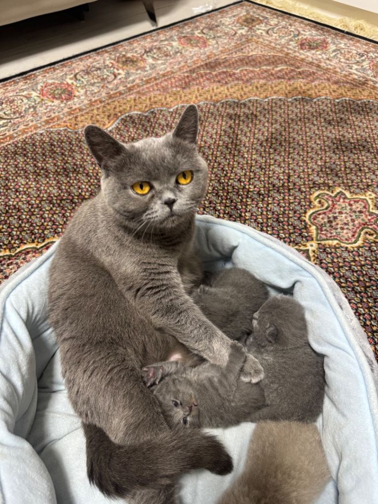 Kitten British short hair 