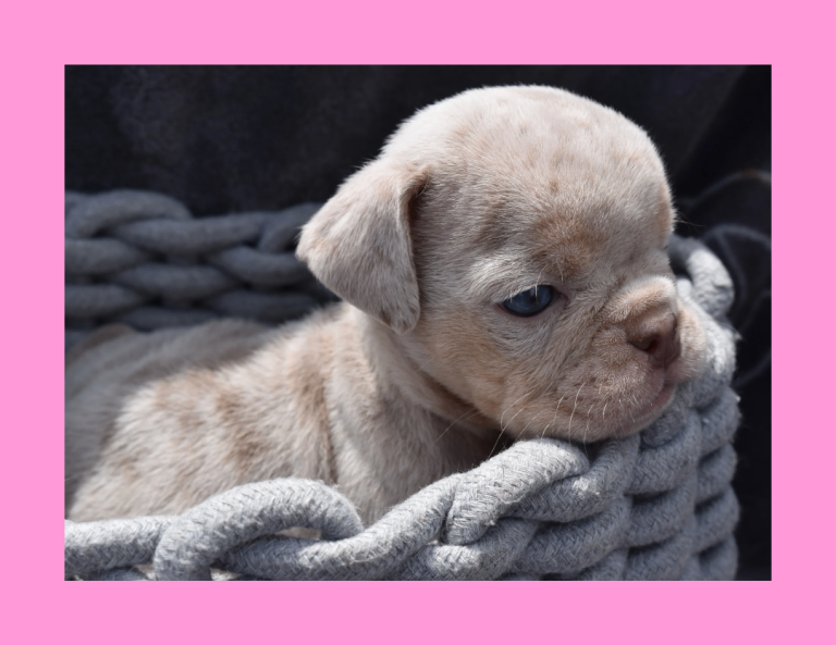 STUNNING LITTER OF EXOTIC ENGLISH BULLDOGS. READY TO LEAVE
