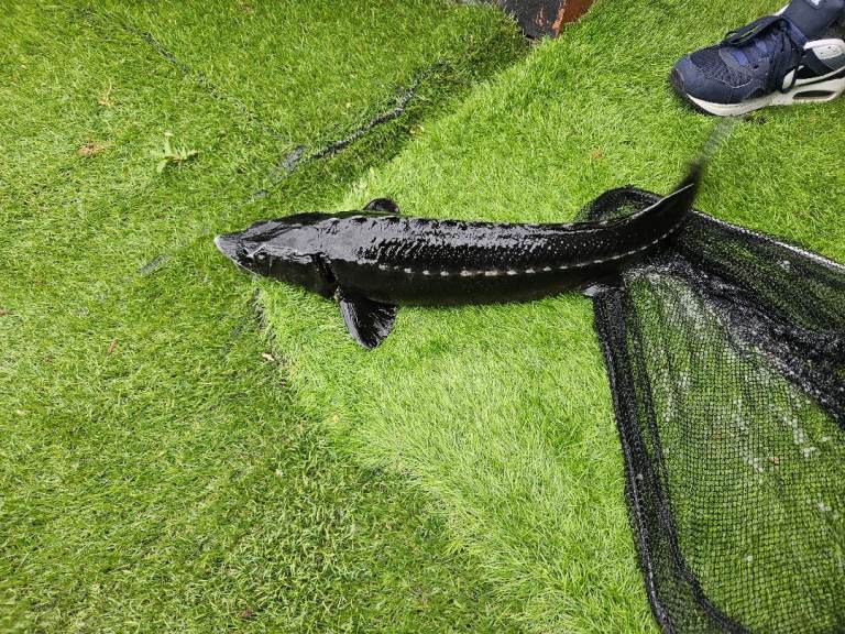 Fish white dimond sturgeon 